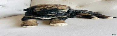 Bernedoodle Puppy 2