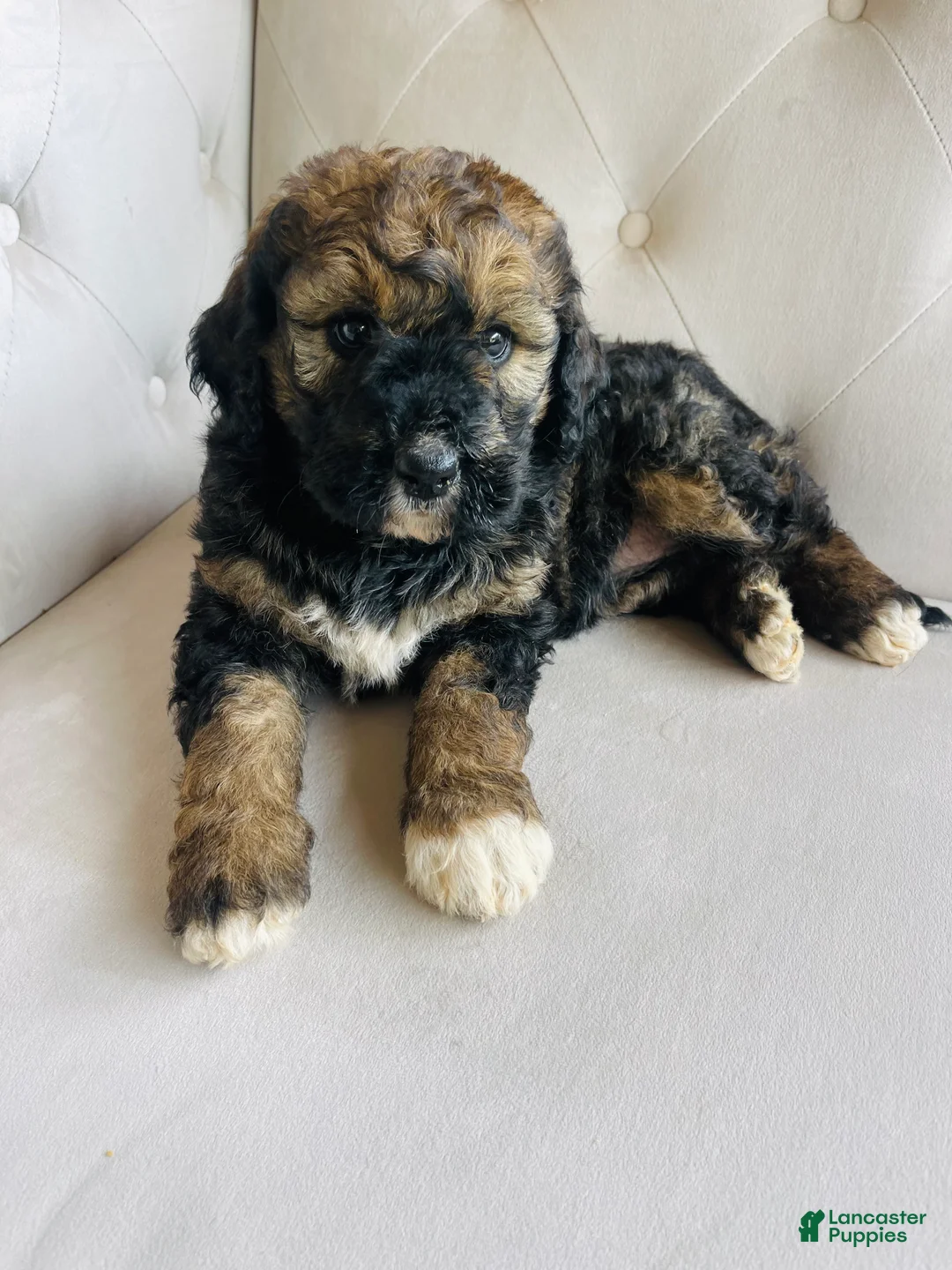 Bernedoodle dogs for sale: Bernedoodle Puppy 2 - Ad 1