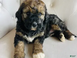 Bernedoodle dogs Bella ❤️ sable phantom tri color - Ad 3