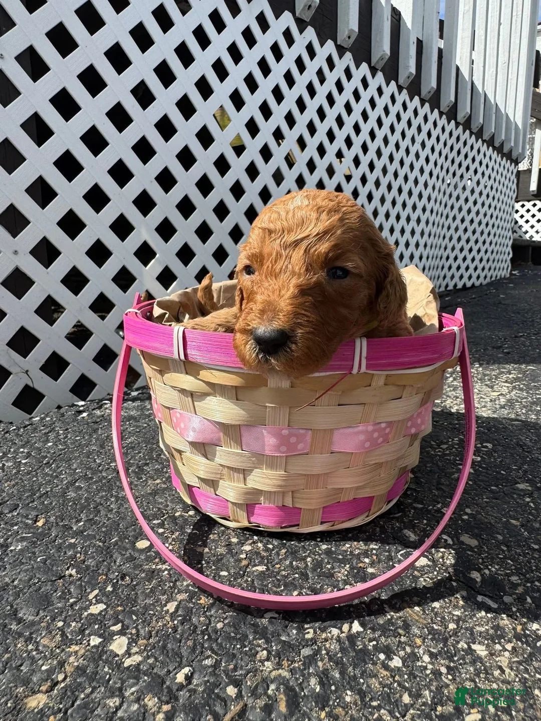 Goldendoodle dogs for sale: Goldendoodle Female - Lime Green - Ad 2