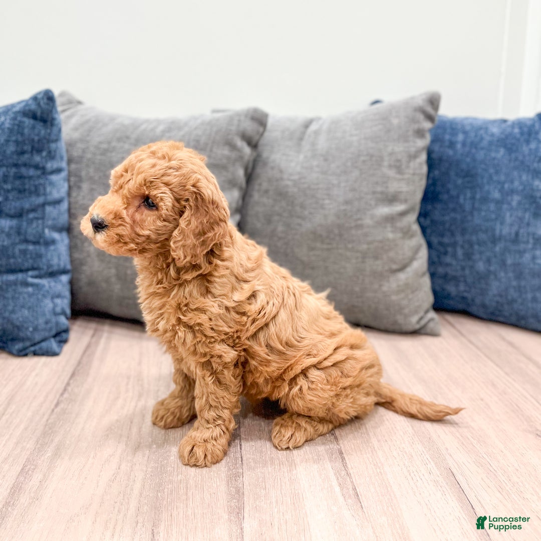 Goldendoodle dogs for sale: Callie - Ad 7
