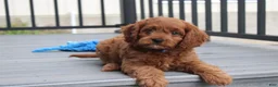 Cavapoo dogs for sale: Major  - Ad 1