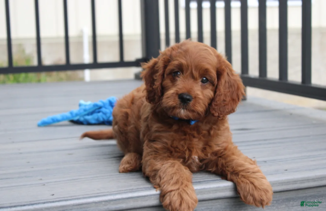 Cavapoo dogs for sale: Major  - Ad 1