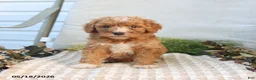 Mini Goldendoodle dogs for sale: Maddie - Ad 5