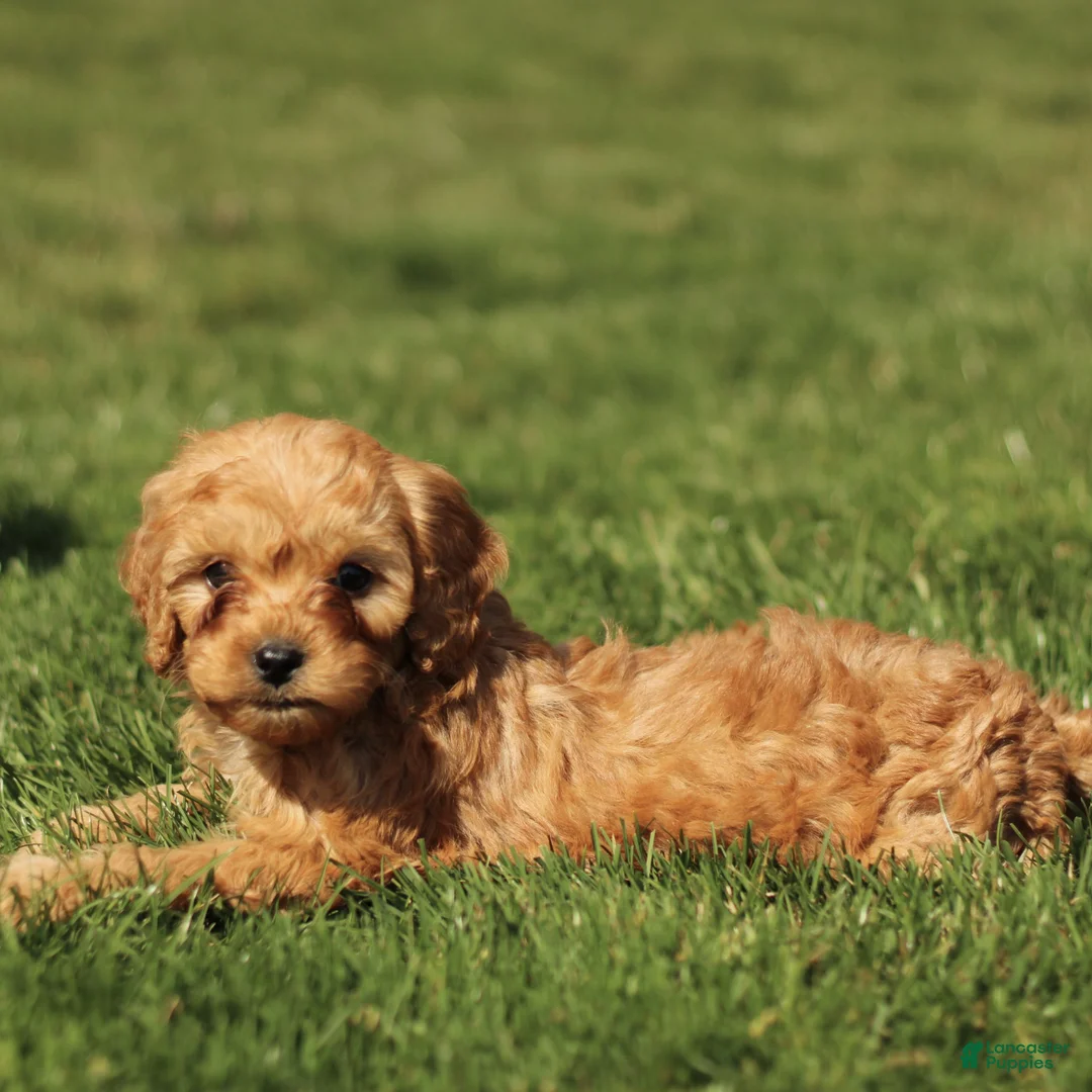Cavapoo dogs for sale: Sloane  - Ad 2