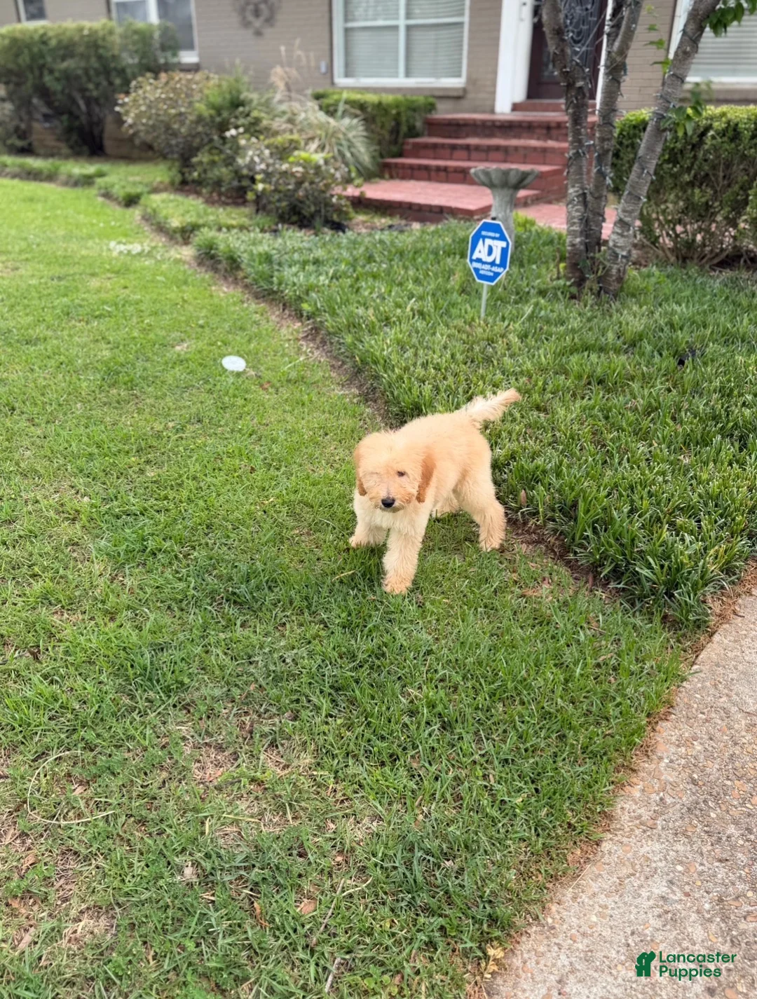 Goldendoodle dogs for sale: Goldendoodle Puppy 2 - Ad 6