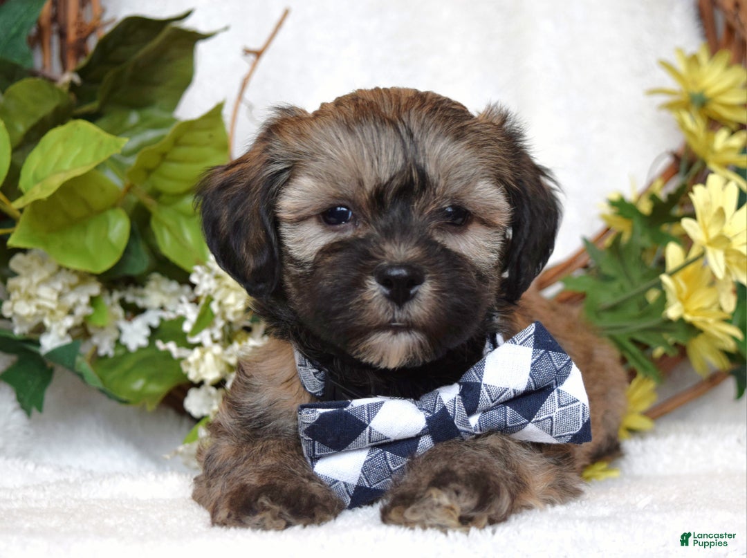 Teddy Bear dogs for sale: Bandit - Ad 4