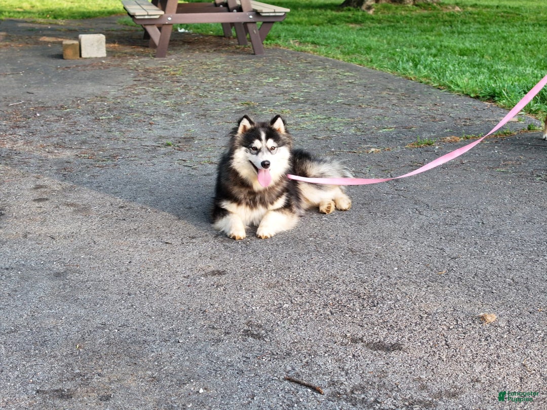 Pomsky dogs for sale: Buster - Ad 3