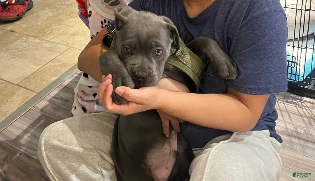 Cane Corso dogs for sale: Zeus - Ad 3