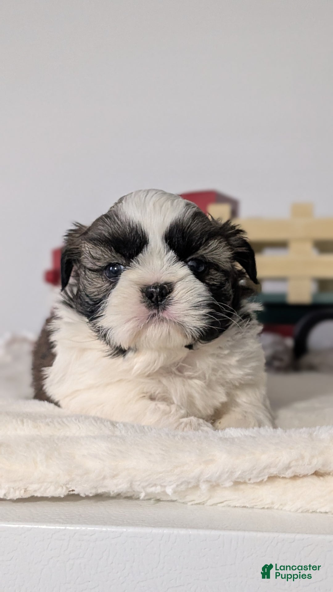Shih Tzu dogs for sale: Tyson - Ad 13