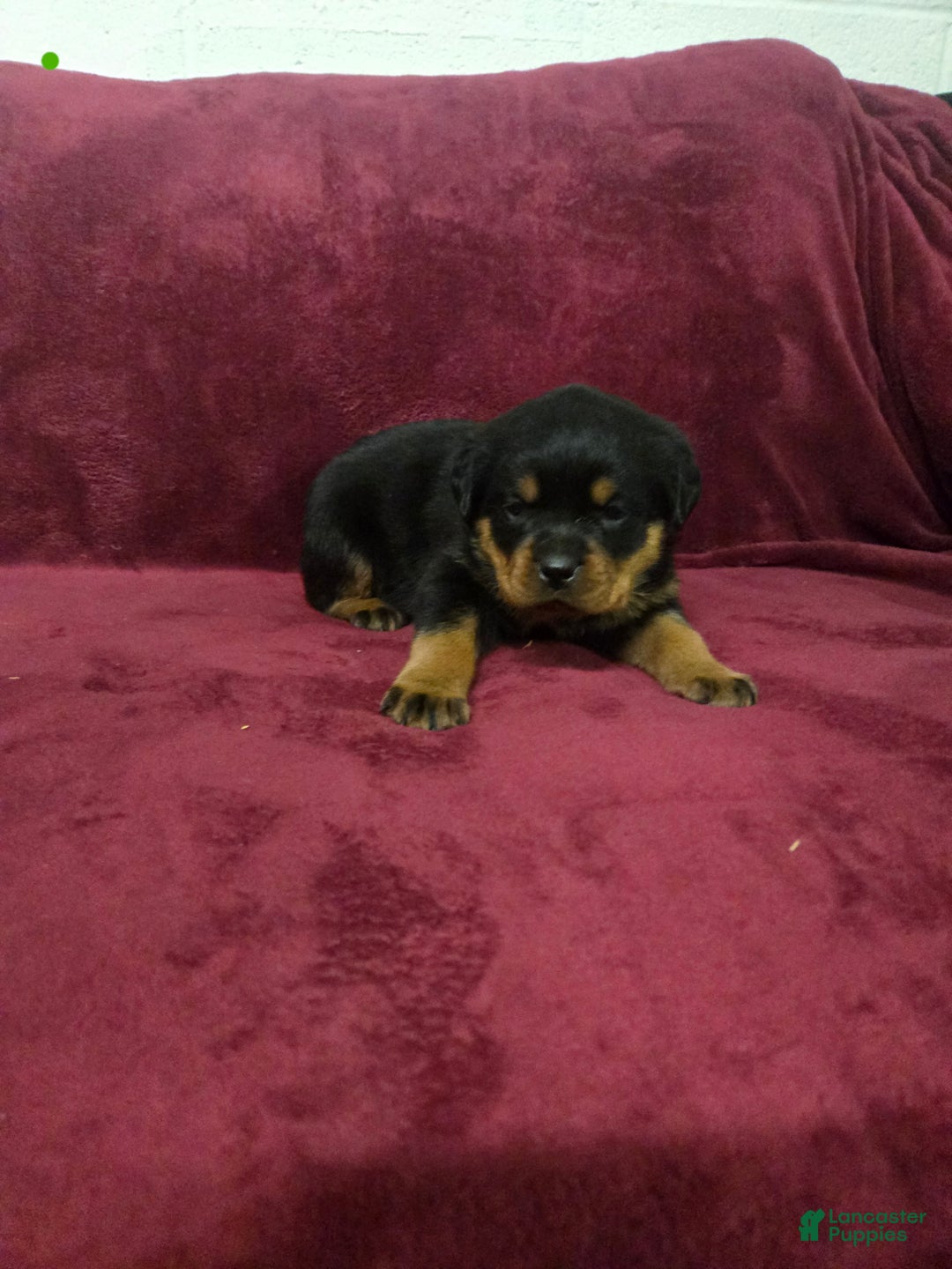 Rottweiler dogs for sale: Rosie **Claimed** - Ad 2