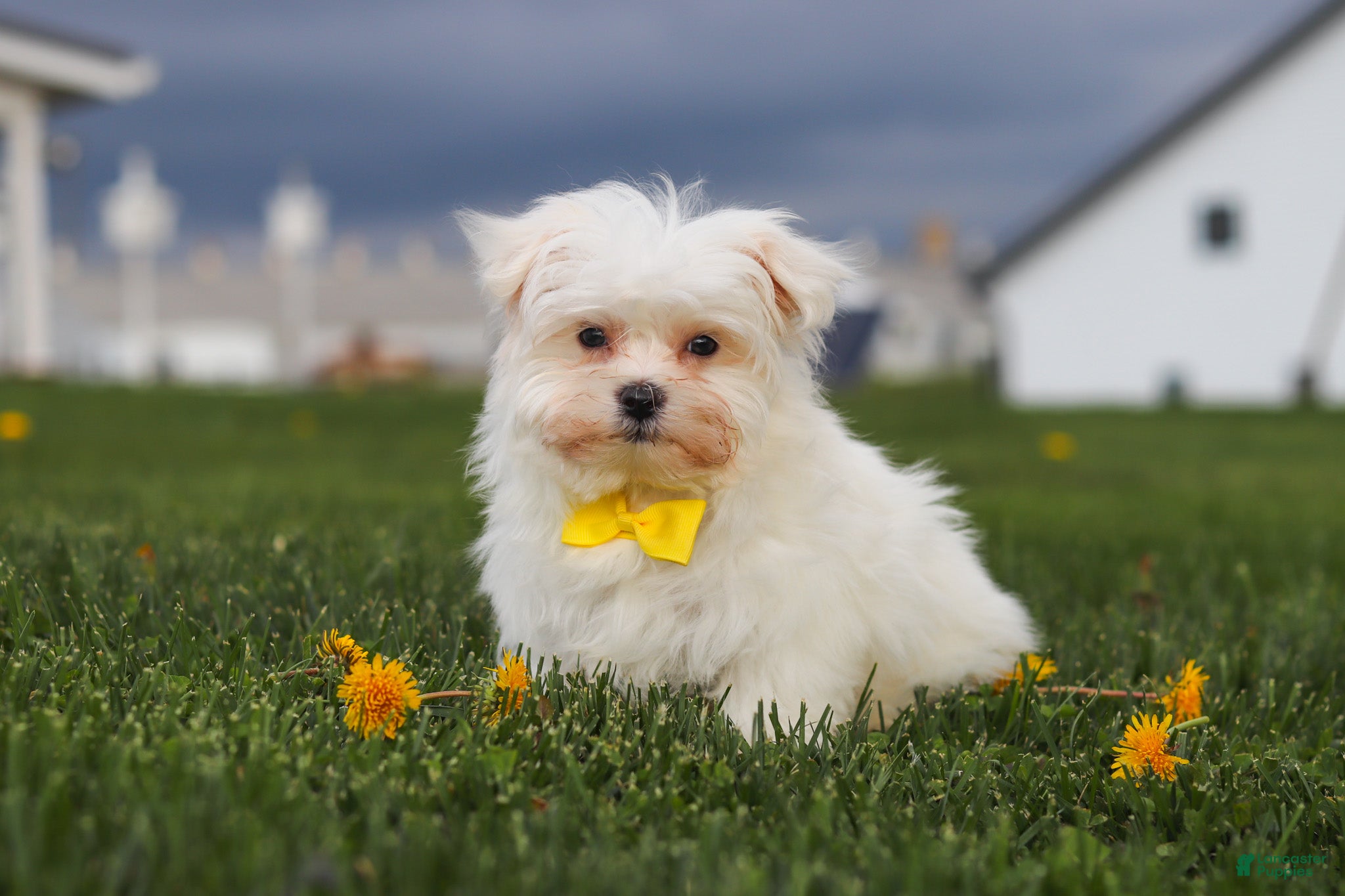 Maltese dogs Jeriah - Ad 1