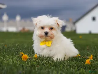 Maltese dogs for sale: Jeriah - Ad 4