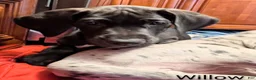 Great Dane dogs for sale: Willow - Ad 4