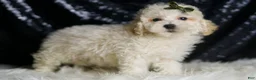 Maltipoo dogs for sale: Liam - Ad 4