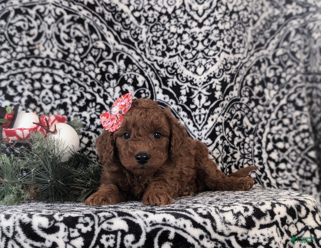 Mixed Breed dogs for sale: Charity Hypoallergenic - Ad 5