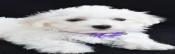Maltese dogs for sale: Angie - Ad 4