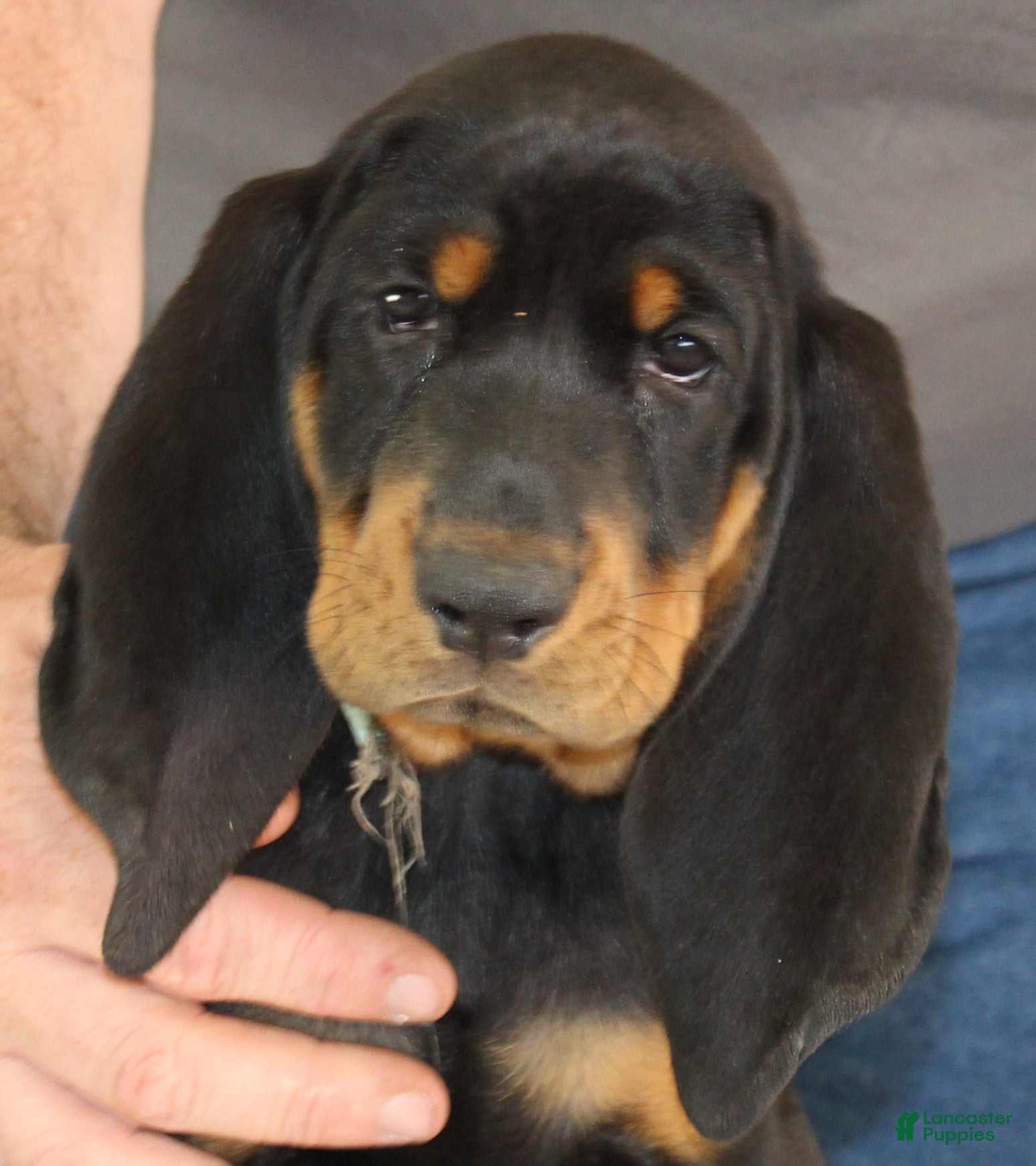 Black And Tan Coonhound dogs Lois - Ad 1