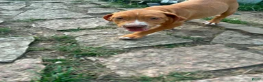 Pit Bull Terrier Male 2