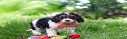Cavapoo dogs for sale: Missy - Ad 8