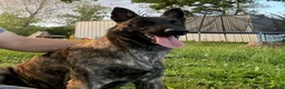 Mixed Breed dogs for sale: Mixed Breed Puppy 2 - Ad 2