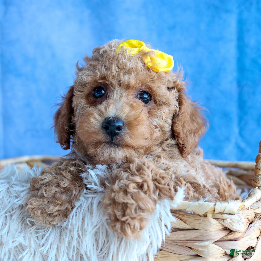 Miniature Poodle dogs for sale: LINSEY - Ad 14