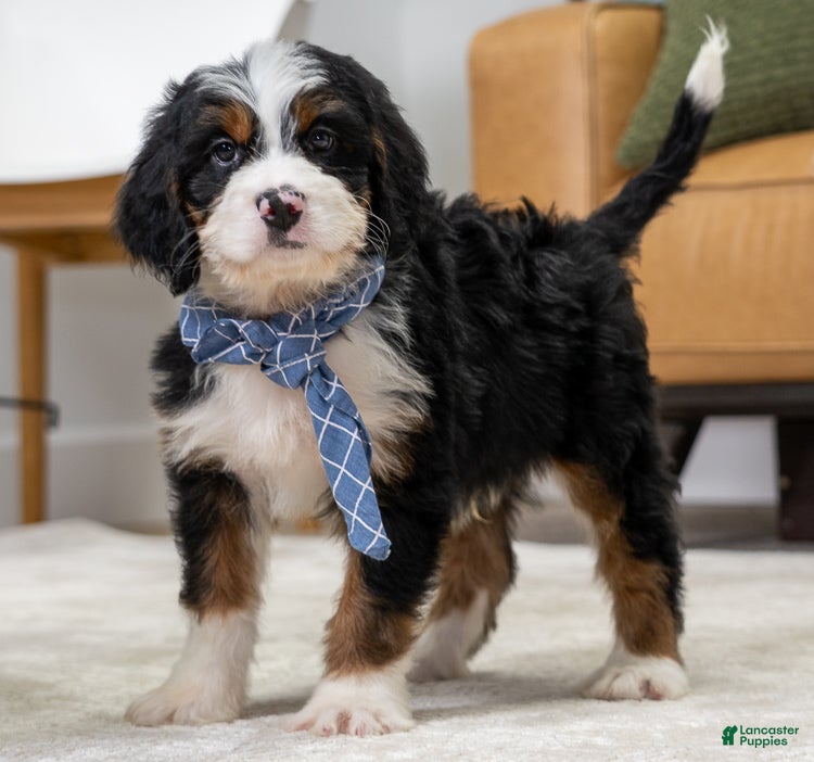 Mini Bernedoodle dogs Simba - Ad 1