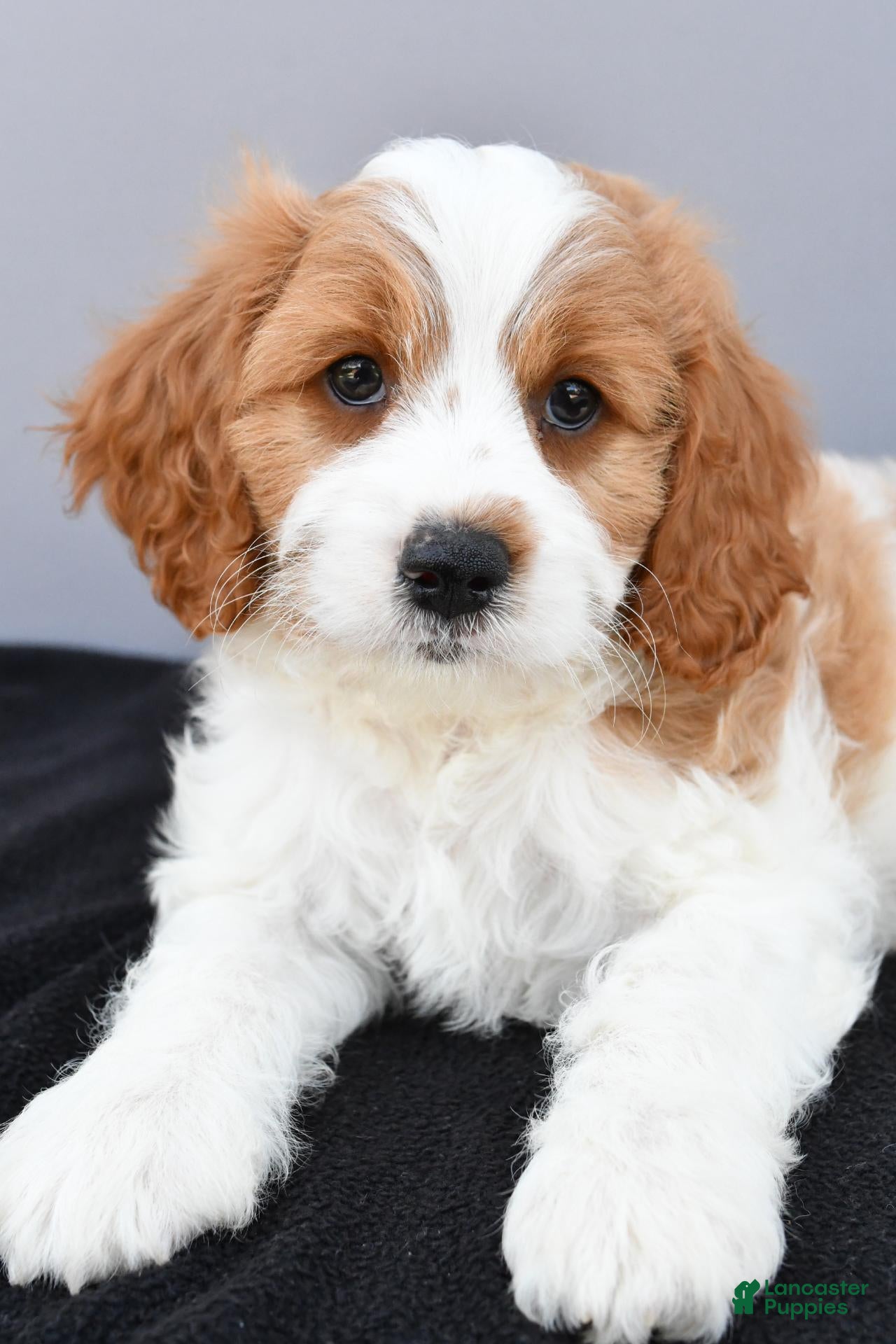 Cavapoo dogs Nicky - Ad 2