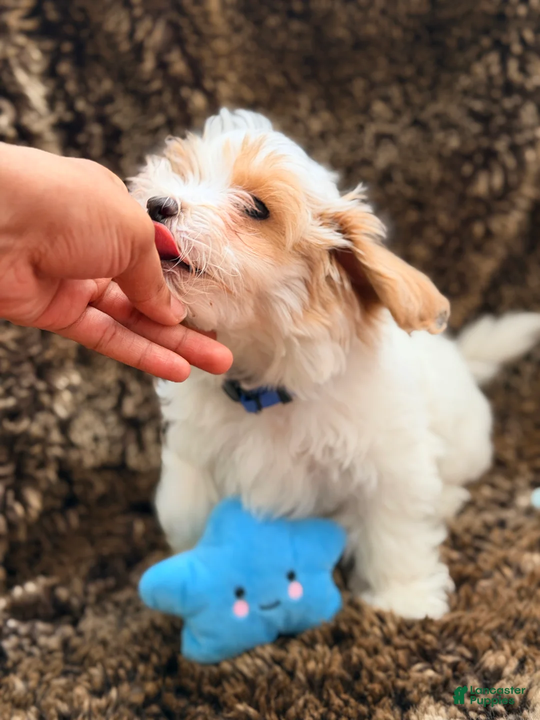 Maltipoo dogs for sale: Blue - Ad 2