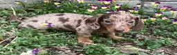 Miniature Dachshund dogs for sale: Popcorn  - Ad 4