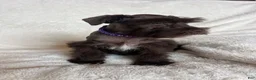Schnauzer dogs for sale: Ellie - Ad 3