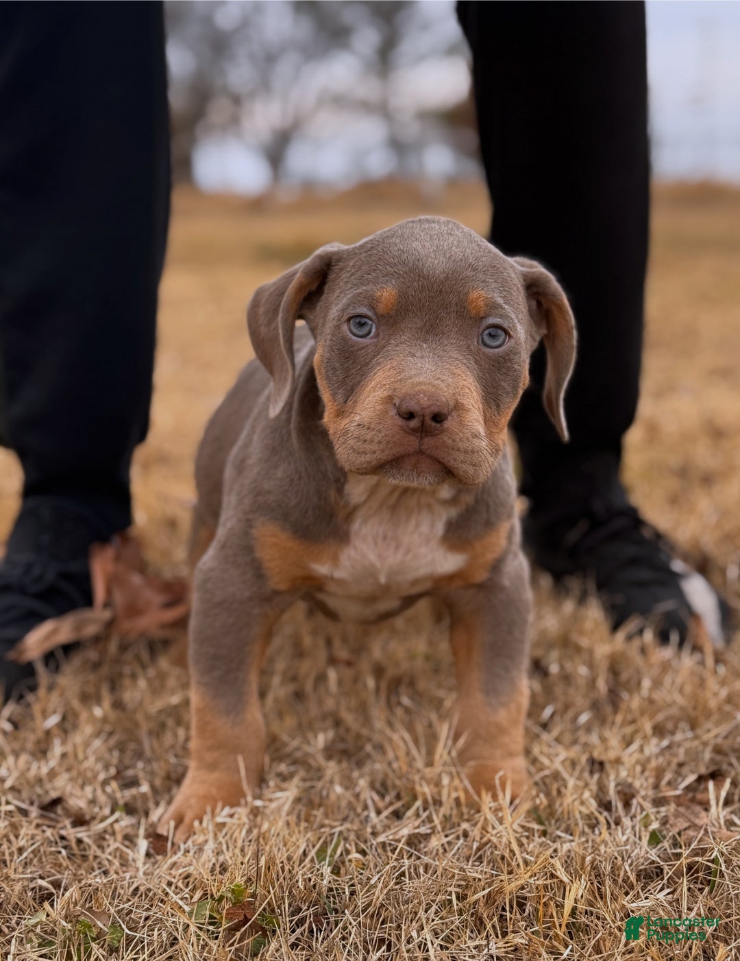 American Bully dogs for sale: Donny - Ad 3