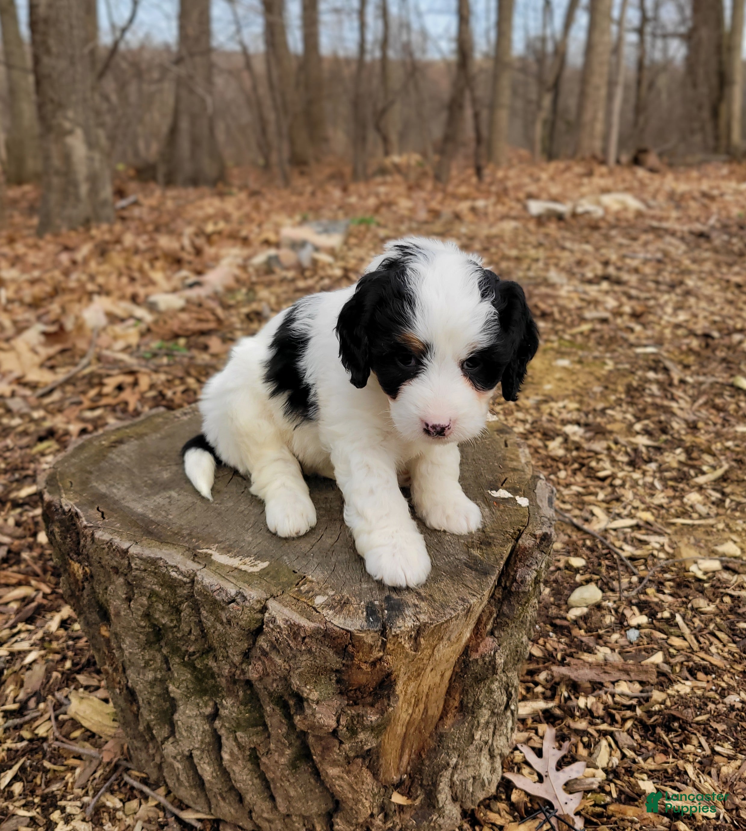 Mini Bernedoodle dogs Sally - Ad 2