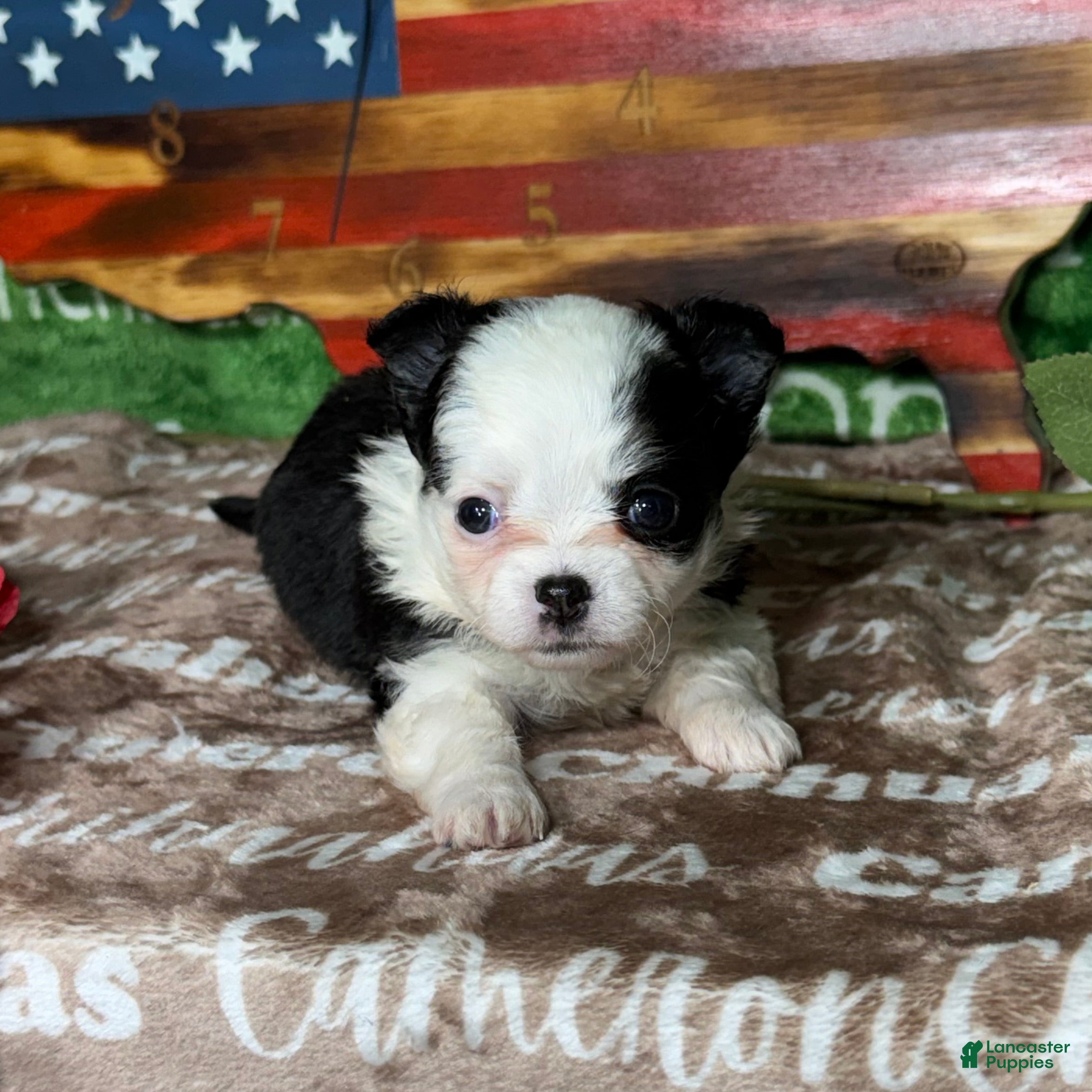 Chihuahua dogs EllieMay Long Coat  - Ad 1