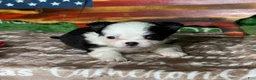 Chihuahua dogs for sale: EllieMay Long Coat  - Ad 1