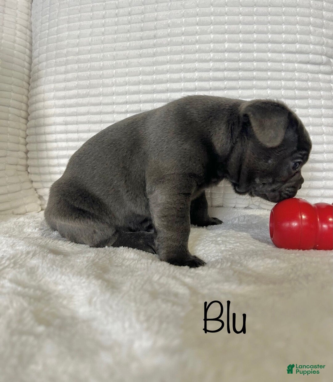 Mixed Breed dogs for sale: Blu - Ad 6