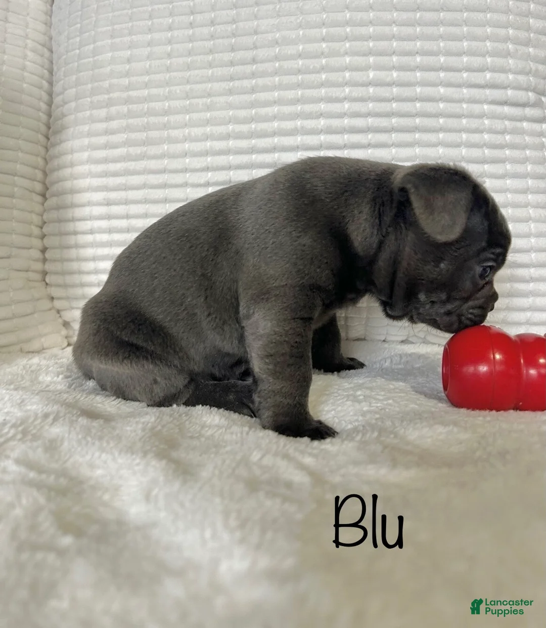 Mixed Breed dogs for sale: Blu - Ad 6