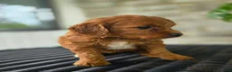 Mini Goldendoodle dogs for sale: Mini Goldendoodle Puppy 6 - Ad 3