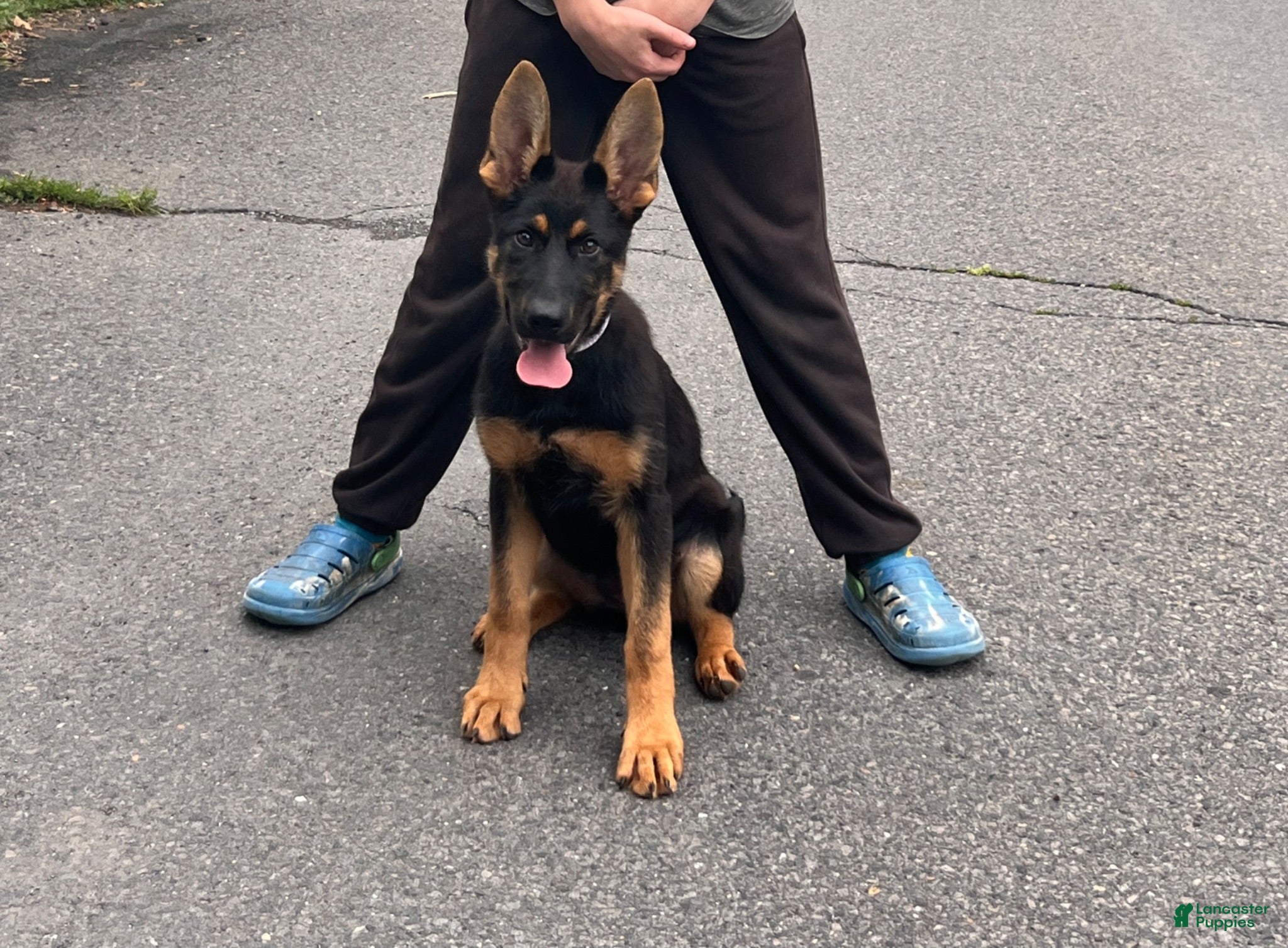 German Shepherd dogs German Shepherd 2 - Ad 35