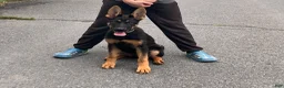 German Shepherd dogs for sale: German Shepherd 2 - Ad 1
