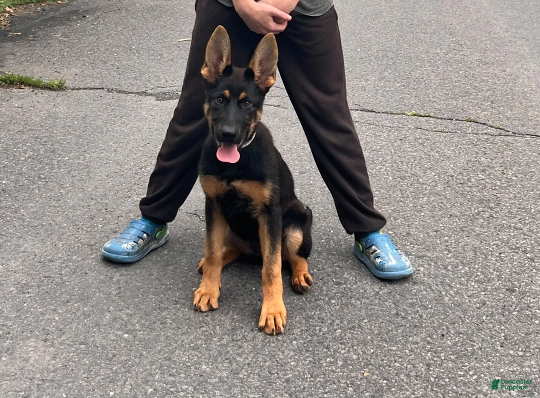 German Shepherd dogs for sale: German Shepherd 2 - Ad 1