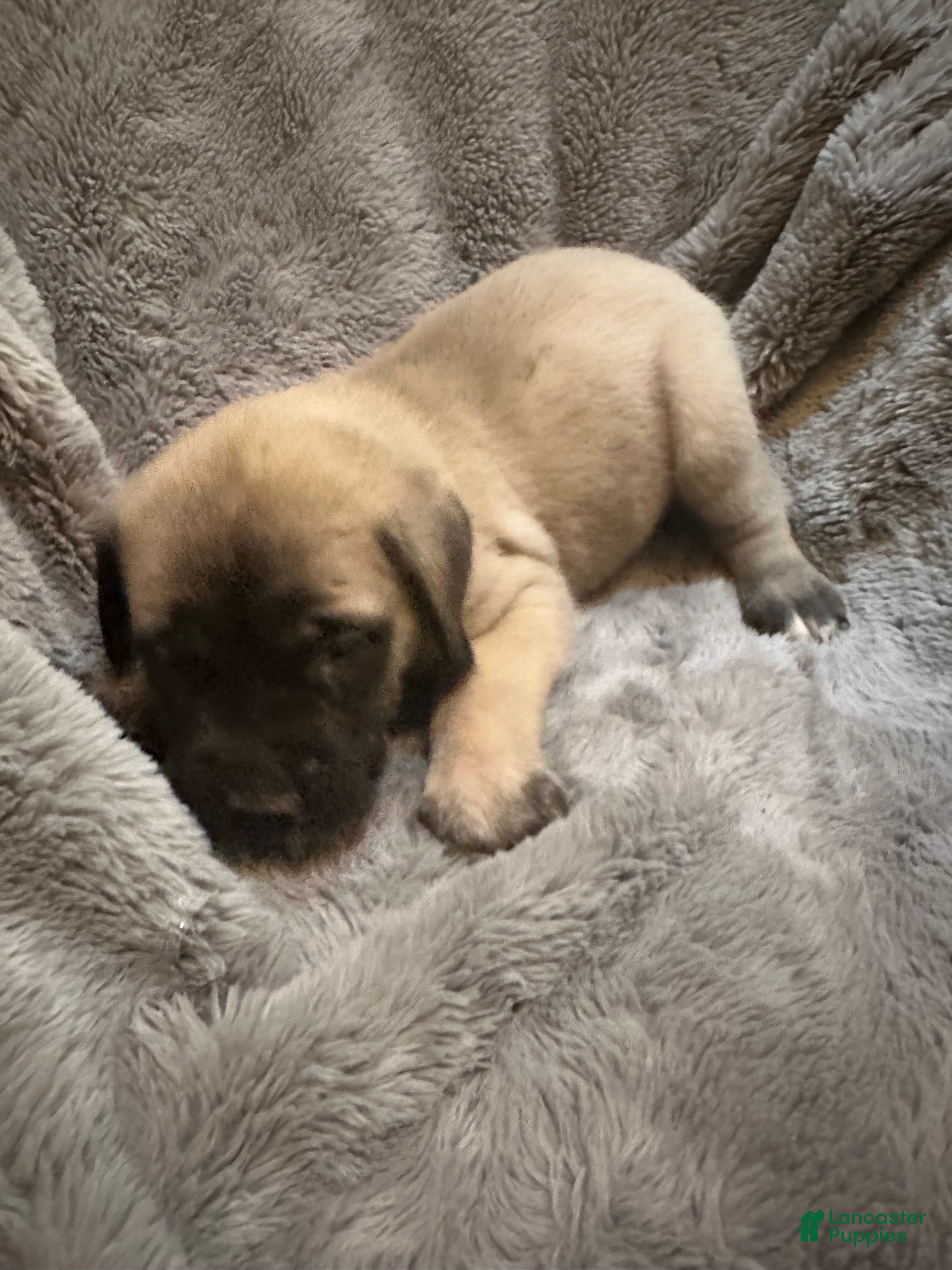 English Mastiff dogs English Mastiff Puppy 5 - Ad 20