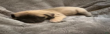 English Mastiff Puppy 5