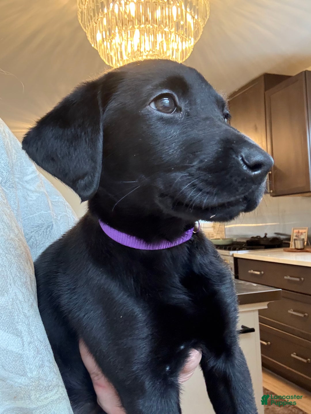 Labrador Retriever dogs for sale: Labrador Retriever Puppy- Purple collar - Ad 1