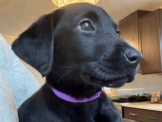 Labrador Retriever dogs Labrador Retriever Puppy- Purple collar - Ad 2
