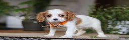 Cavalier King Charles Spaniel dogs for sale: Tucker - Ad 5