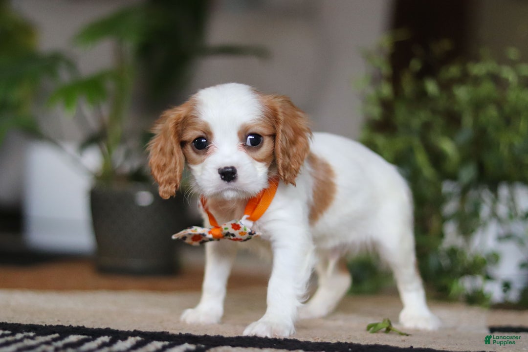 Cavalier King Charles Spaniel dogs for sale: Tucker - Ad 5