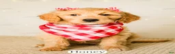 Goldendoodle dogs for sale: Honey - Ad 16