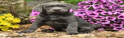 Labrador Retriever dogs for sale: Sophie - Ad 3