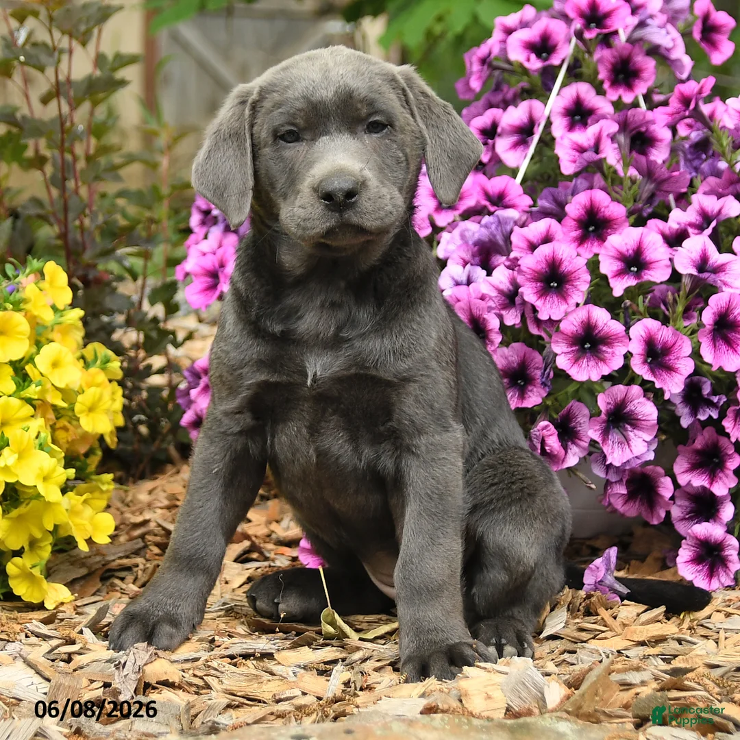 Labrador Retriever dogs for sale: Sophie - Ad 3